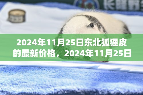 2024年东北狐狸皮最新价格解析，特性、使用体验与目标用户群体深度探讨