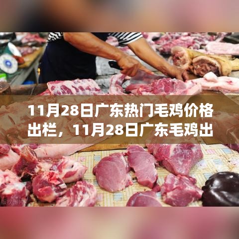 广东毛鸡出栏价格指南，从市场了解到交易完成的全面步骤（11月28日热门毛鸡价格）