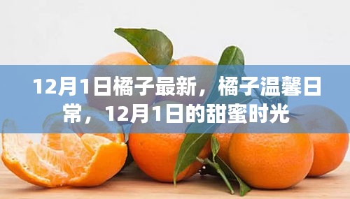 12月1日橘子温馨日常，甜蜜时光的记录