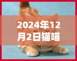 猫喵日常奇遇，友情与陪伴的温馨时光（最新2024年12月2日更新）