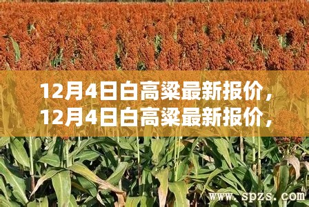 12月4日白高粱最新报价及特性评测一览