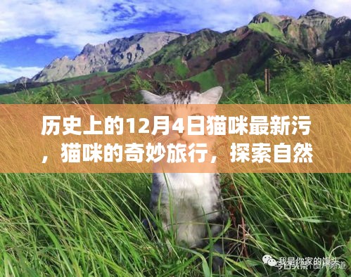 猫咪的奇妙探索之旅，历史、美景与内心的宁静