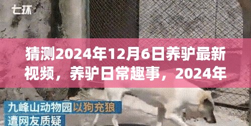 养驴新篇章，日常趣事与温馨陪伴的友谊纽带，预测与展望2024年12月6日