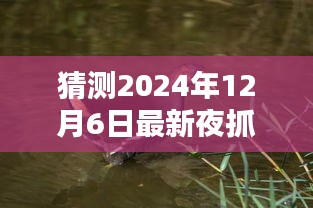 揭秘夜抓黑水鸡的精彩瞬间，探寻最新视频，预测未来事件（日期，2024年12月6日）