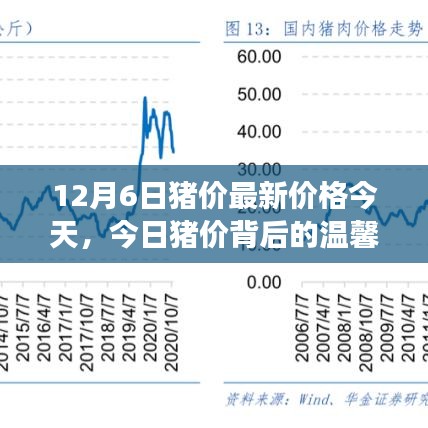 今日猪价背后的故事，猪圈趣事与友情的纽带