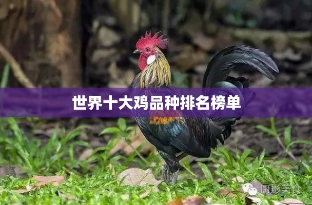 世界十大鸡品种排名榜单