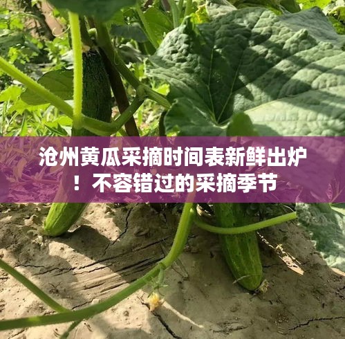 沧州黄瓜采摘时间表新鲜出炉！不容错过的采摘季节