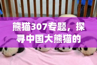 熊猫307专题，探寻中国大熊猫的传奇故事与独特魅力，自然之宝的魅力之旅