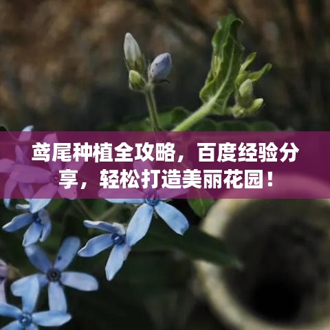 鸢尾种植全攻略，百度经验分享，轻松打造美丽花园！