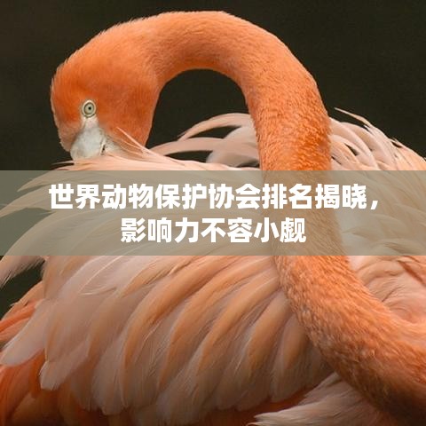 世界动物保护协会排名揭晓，影响力不容小觑