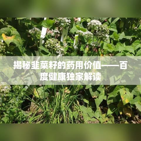 揭秘韭菜籽的药用价值——百度健康独家解读