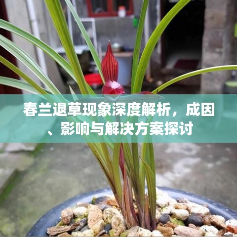 春兰退草现象深度解析，成因、影响与解决方案探讨