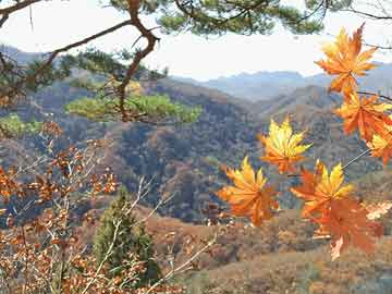 揭秘江油论坛最新动态，热议十一月七日新鲜资讯📣🌄