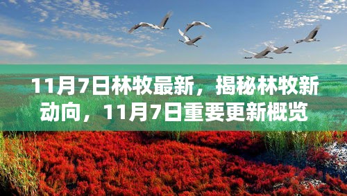 揭秘林牧最新动向，11月7日重要更新概览