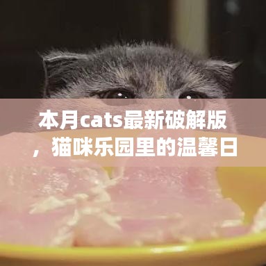 本月Cats破解版，猫咪乐园的温馨日常故事