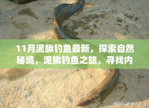 探索自然秘境，泥鳅钓鱼之旅，探寻内心的宁静与钓鱼之乐（最新泥鳅钓鱼指南）