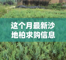 本月沙地柏求购信息一览，最新求购概览及市场动态