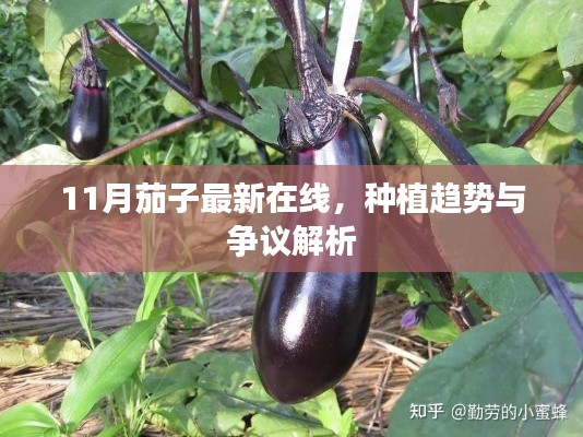 11月茄子最新在线，种植趋势与争议解析