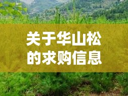 关于华山松的求购信息及购买指南，如何顺利求购华山松（违法犯罪问题除外）