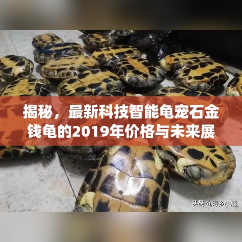 揭秘，最新科技智能龟宠石金钱龟的2019年价格与未来展望（仅针对11月14日）