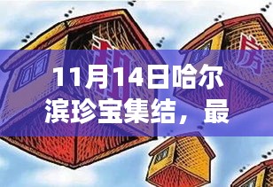 11月14日哈尔滨珍宝集结，最新拍卖信息详解