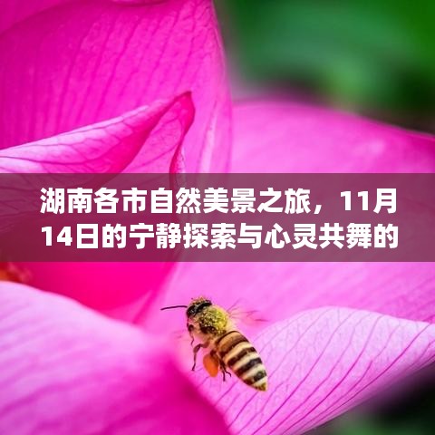 湖南各市自然美景之旅，11月14日的宁静探索与心灵共舞的自然之旅