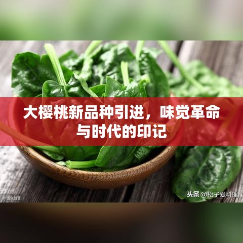 大樱桃新品种引进，味觉革命与时代的印记