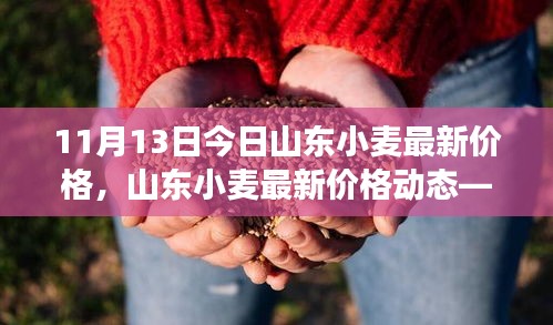 山东小麦最新价格动态分析（今日聚焦，市场趋势解析）