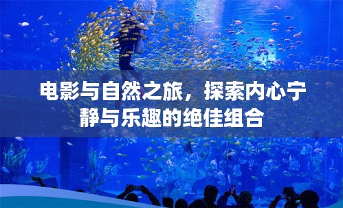 电影与自然之旅，探索内心宁静与乐趣的绝佳组合