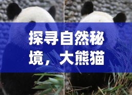 探寻自然秘境，大熊猫新生之旅的心灵启示与纪念时刻——纪念历史上最新出生的大熊猫诞生在11月15日