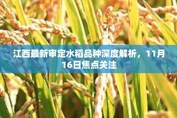 江西最新审定水稻品种深度解析，11月16日焦点关注