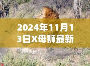 母狮X的奇妙日常，友谊的温馨瞬间与欢乐时光（2024年11月13日最新）