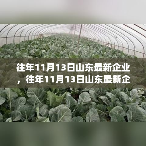 山东最新企业评测报告，产品特性、用户体验与目标用户群体的全面解读（日期，往年11月13日）