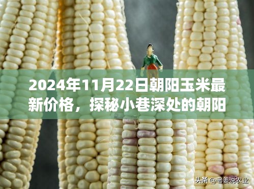 2024年11月22日朝阳玉米最新价格，探秘小巷深处的朝阳玉米宝藏，最新价格背后的美味故事