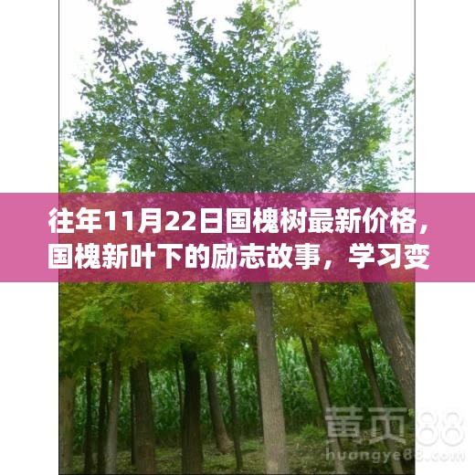 国槐新叶下的励志故事，价格变迁与自信成就之源