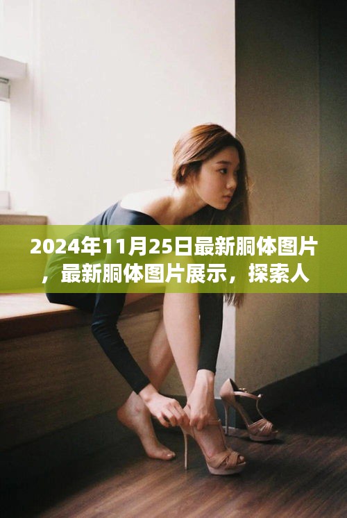 最新胴体图片探索，人体之美的深度与细节展示（2024年11月25日更新）