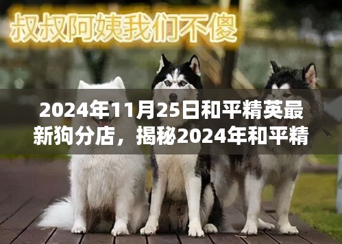 揭秘和平精英最新狗分店，体验、攻略与独特魅力（2024年11月更新）