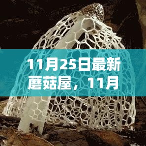 最新蘑菇屋全面评测与介绍，深度了解11月25日最新蘑菇屋