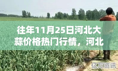 河北大蒜行情揭秘，绿色之旅探寻内心平静与热门大蒜价格动态