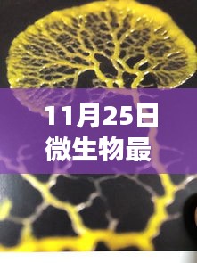 探秘小巷深处的微生物乐园，11月25日的微生物新发现