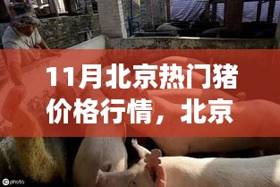 北京十一月猪价背后的故事，变化、学习与自信的力量，揭示热门猪价格行情