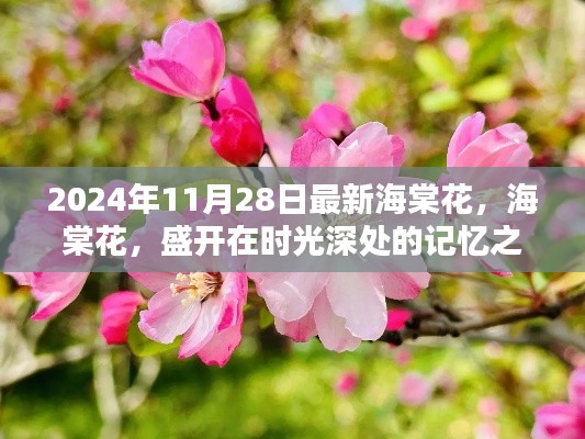 时光深处的记忆之花，海棠花的盛开与故事（最新报道）