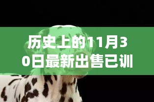 历史上的11月30日，已训练科目犬开启心灵与自然之旅