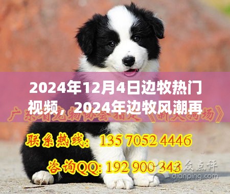 2024年边牧风潮再掀高潮，热门视频背后的故事与影响