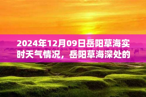 岳阳草海深处的惊喜，天气奇遇记与特色小店的探索（实时天气情况）