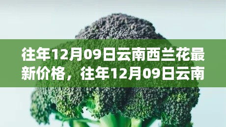 往年12月09日云南西兰花价格深度解析与介绍