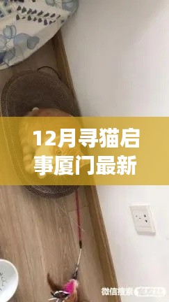 厦门温馨寻猫启事，坚持与爱心交织的寻猫之旅（最新12月更新）