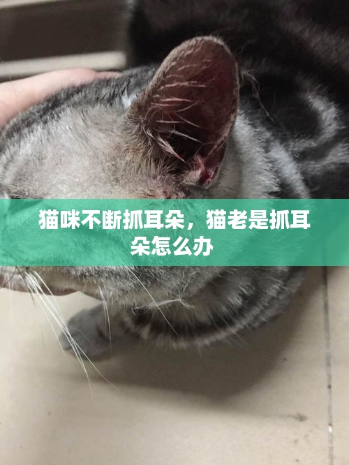 猫咪不断抓耳朵，猫老是抓耳朵怎么办 