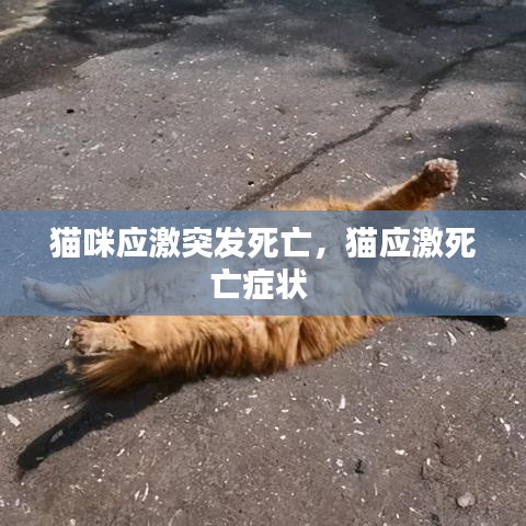 猫咪应激突发死亡，猫应激死亡症状 