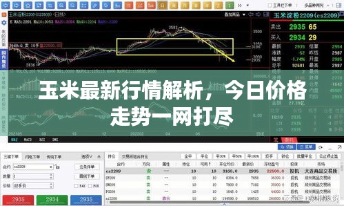 玉米最新行情解析，今日价格走势一网打尽